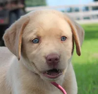 Chloe (Pink Collar), a female Labrador Retriever for sale in Tiffin, OH – 3 of 10