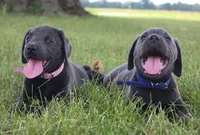 Max (Blue Collar), a male Labrador Retriever for sale in Tiffin, OH – 10 of 10