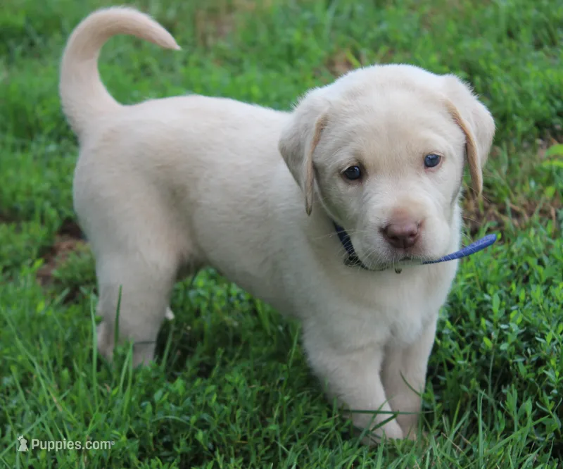 Lincoln (Blue Collar) – Labrador Retriever puppy for sale in Tiffin, OH