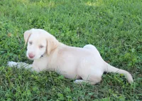 Thor (Blue Collar), a male Labrador Retriever for sale in Tiffin, OH – 4 of 10