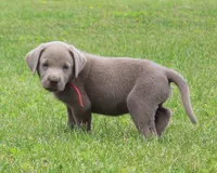 Oliver (Red Collar), a male Labrador Retriever for sale in Tiffin, OH – 2 of 8