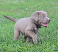 Bruce {Black Collar}, a male Labrador Retriever for sale in Tiffin, OH – 2 of 7
