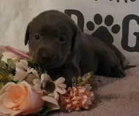 Winnie (Pink Collar), a female Labrador Retriever for sale in Tiffin, OH – 3 of 6