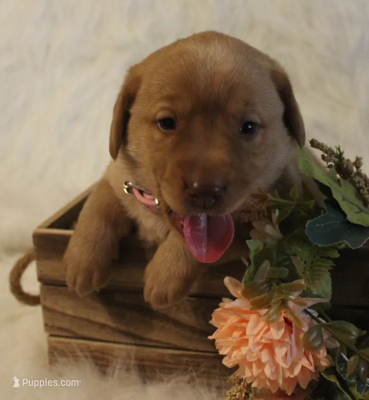 Reagan (Pink Collar) – Labrador Retriever puppy for sale in Tiffin, OH