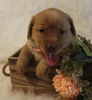 Reagan (Pink Collar), a female Labrador Retriever for sale in Tiffin, OH – 1 of 5