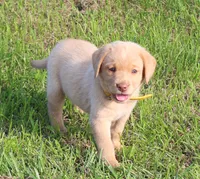 Stella (Yellow Collar), a female Labrador Retriever for sale in Tiffin, OH – 6 of 8