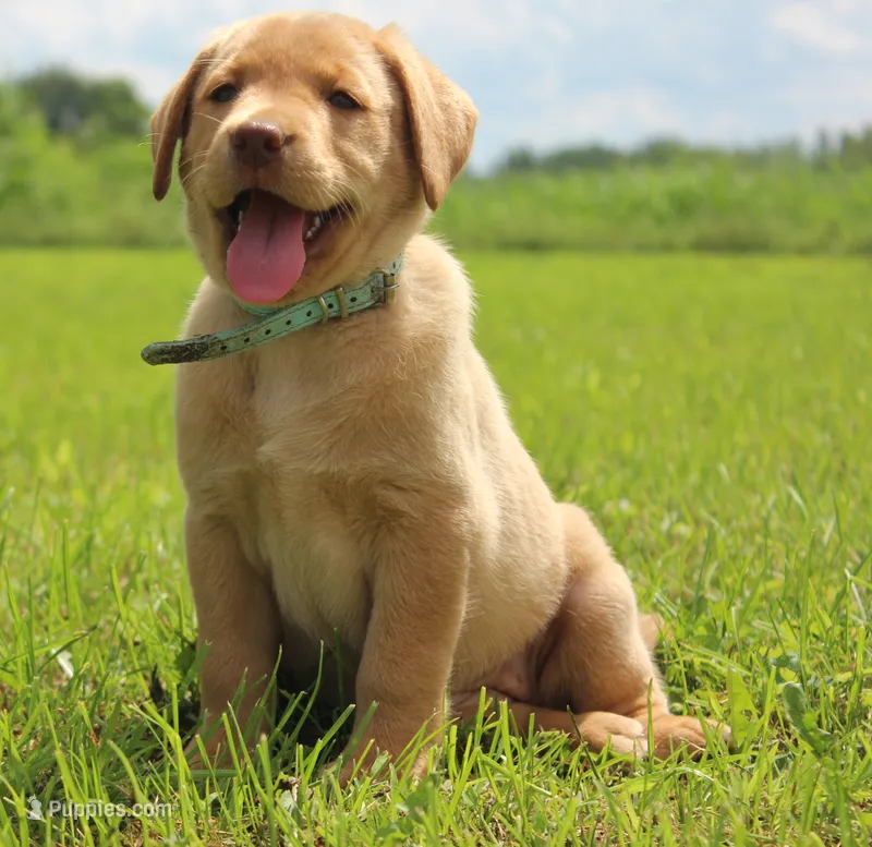 Kennedy (Light Blue) – Labrador Retriever puppy for sale in Tiffin, OH