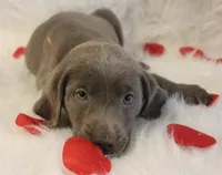 Lulu, a female Labrador Retriever for sale in Tiffin, OH – Photo 9 of 9