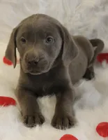 Lulu, a female Labrador Retriever for sale in Tiffin, OH – Photo 8 of 9