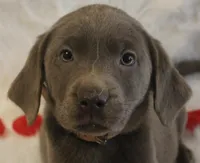Lulu, a female Labrador Retriever for sale in Tiffin, OH – Photo 7 of 9