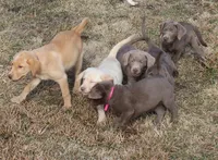 Lulu, a female Labrador Retriever for sale in Tiffin, OH – Photo 3 of 9