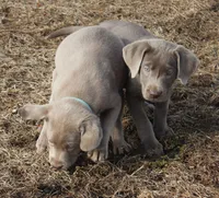 Lulu, a female Labrador Retriever for sale in Tiffin, OH – Photo 1 of 9