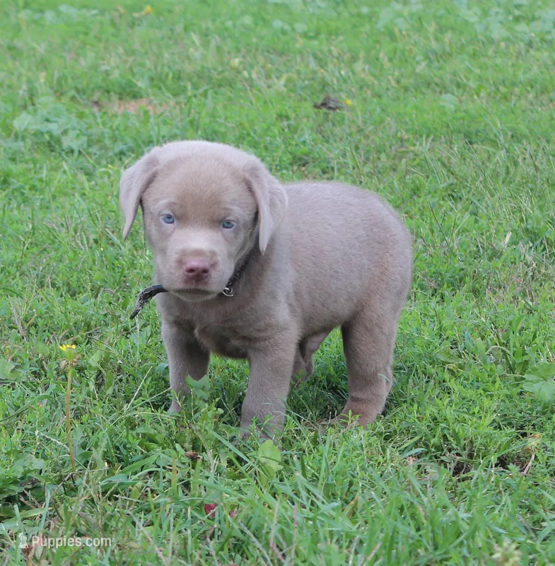 Bruce {Black Collar} – Labrador Retriever puppy for sale in Tiffin, OH