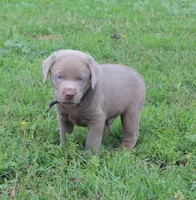 Bruce {Black Collar}, a male Labrador Retriever for sale in Tiffin, OH – 1 of 7