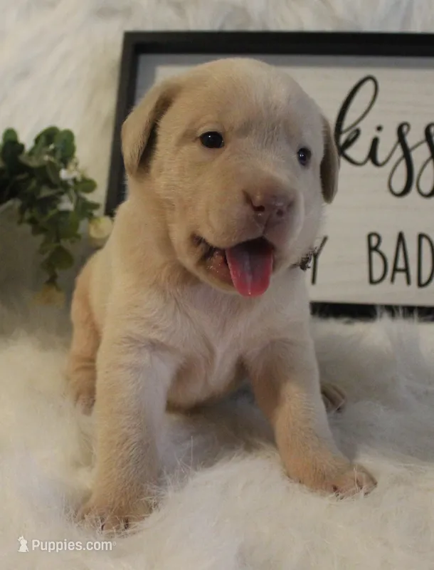Quincy (Purple Collar) – Labrador Retriever puppy for sale in Tiffin, OH