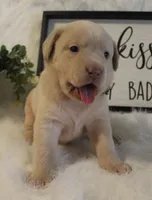 Quincy (Purple Collar), a female Labrador Retriever for sale in Tiffin, OH – 1 of 6