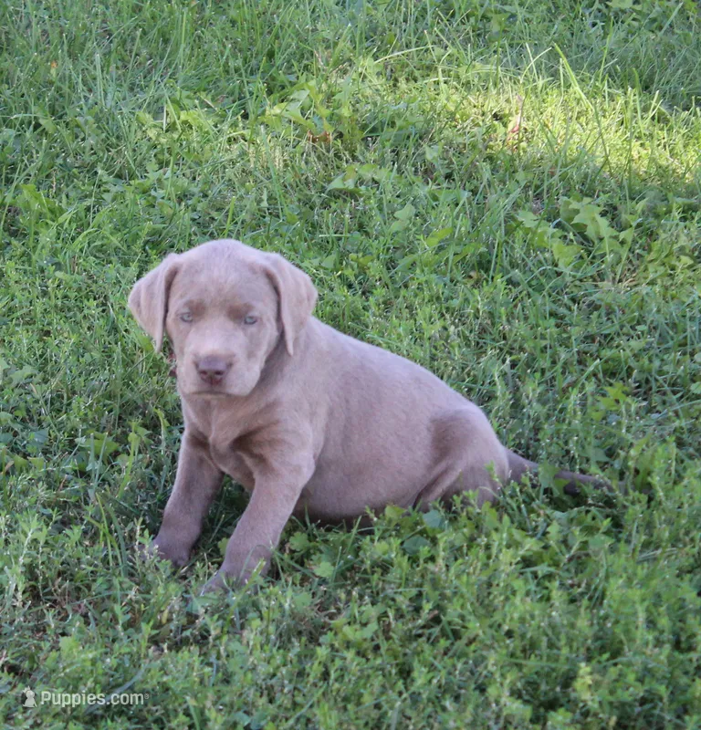 Ally (Pink Collar) – Labrador Retriever puppy for sale in Tiffin, OH