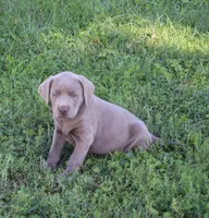 Ally (Pink Collar), a female Labrador Retriever for sale in Tiffin, OH – 1 of 10