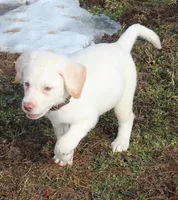 Zander (Brown Collar), a male Labrador Retriever for sale in Tiffin, OH – Photo 9 of 9