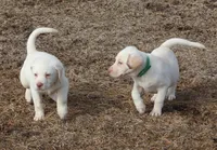 Zander (Brown Collar), a male Labrador Retriever for sale in Tiffin, OH – Photo 5 of 9