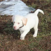 Zander (Brown Collar), a male Labrador Retriever for sale in Tiffin, OH – Photo 2 of 9