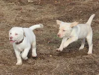 Zander (Brown Collar), a male Labrador Retriever for sale in Tiffin, OH – Photo 4 of 9