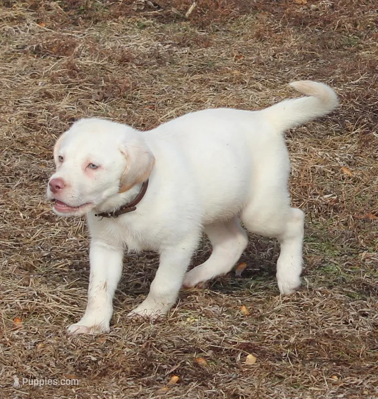 Zander (Brown Collar)