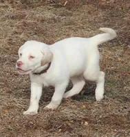 Zander (Brown Collar), a male Labrador Retriever for sale in Tiffin, OH – Photo 1 of 9