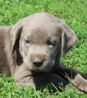 Ally (Pink Collar), a female Labrador Retriever for sale in Tiffin, OH – 3 of 10
