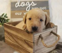 Wren (Tan Collar), a male Labrador Retriever for sale in Tiffin, OH – 8 of 8