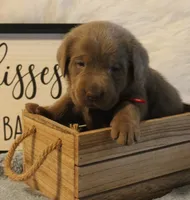 Parker (Red Collar), a male Labrador Retriever for sale in Tiffin, OH – 6 of 7