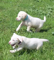 Bear (Light Blue Collar), a male Labrador Retriever for sale in Tiffin, OH – 10 of 10