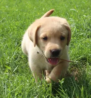 Wren (Tan Collar), a male Labrador Retriever for sale in Tiffin, OH – 7 of 8
