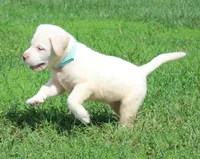 Bear (Light Blue Collar), a male Labrador Retriever for sale in Tiffin, OH – 8 of 10