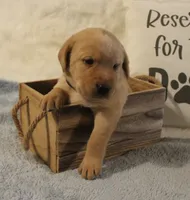 Milo (Black Collar), a male Labrador Retriever for sale in Tiffin, OH – 3 of 5