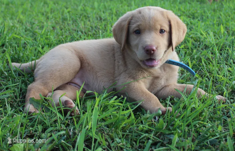 Molly (Light Blue Collar) – Labrador Retriever puppy for sale in Tiffin, OH