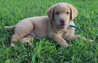 Molly (Light Blue Collar), a female Labrador Retriever for sale in Tiffin, OH – 1 of 10