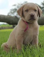 Chloe (Pink Collar), a female Labrador Retriever for sale in Tiffin, OH – 2 of 10
