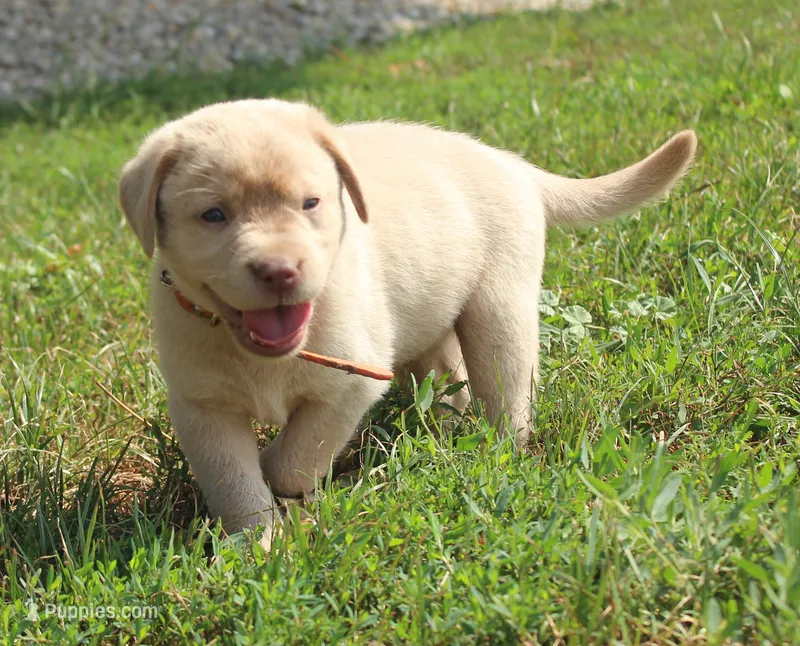 Franklin (Orange Collar) – Labrador Retriever puppy for sale in Tiffin, OH