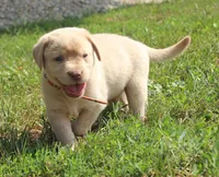 Franklin (Orange Collar), a male Labrador Retriever for sale in Tiffin, OH – 1 of 10