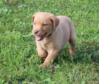 Ivy (Purple Collar), a female Labrador Retriever for sale in Tiffin, OH – 6 of 8