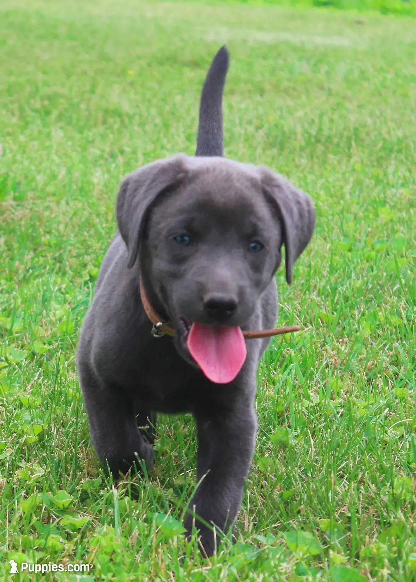 Theo (Tan Collar), a male Labrador Retriever for sale in Tiffin, OH – 1 of 8