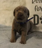 Finn (Blue Collar), a male Labrador Retriever for sale in Tiffin, OH – 3 of 6