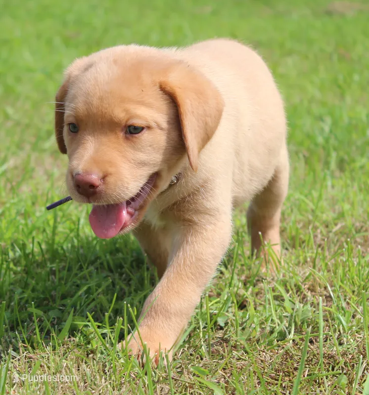 Ivy (Purple Collar) – Labrador Retriever puppy for sale in Tiffin, OH