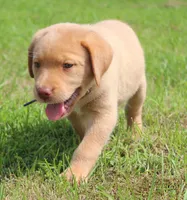Ivy (Purple Collar), a female Labrador Retriever for sale in Tiffin, OH – 1 of 8