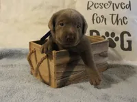 Finn (Blue Collar), a male Labrador Retriever for sale in Tiffin, OH – 5 of 6