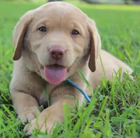 Molly (Light Blue Collar), a female Labrador Retriever for sale in Tiffin, OH – 2 of 10