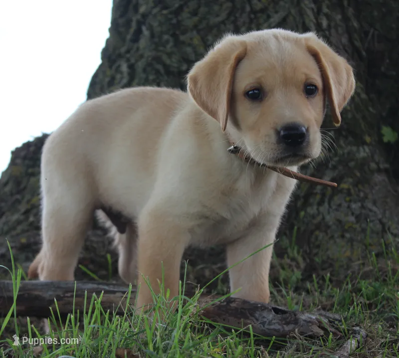 Wren (Tan Collar) – Labrador Retriever puppy for sale in Tiffin, OH