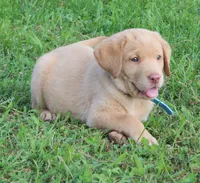 Molly (Light Blue Collar), a female Labrador Retriever for sale in Tiffin, OH – 6 of 10