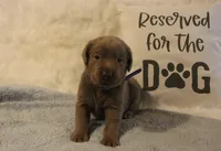 Finn (Blue Collar), a male Labrador Retriever for sale in Tiffin, OH – 2 of 6